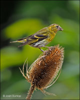Siskin on Teasel
