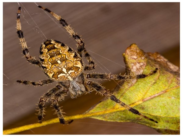 Spider and the Leaf