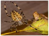 Spider and the Leaf