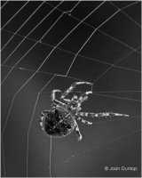 Spider Building a Web