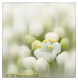 Spring Dream