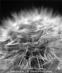 Dandelion