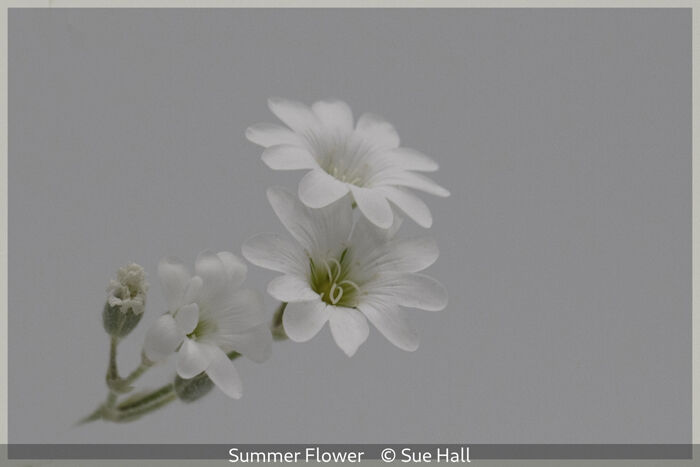 Summer Flower