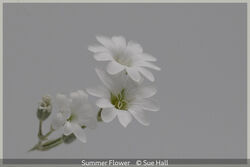 Summer Flower