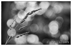 Sunset Spangles