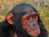 Thoughtful Chimp