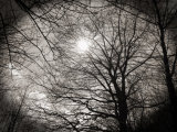 Winter Sunshine