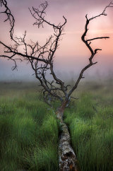 Lone Tree