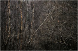 Woodland