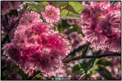 Cherry In Bloom