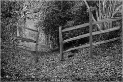 The Path
