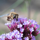 Honey Bee Feeding on Verbena