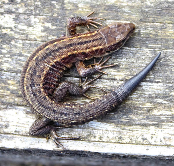 Common Lizard Basking