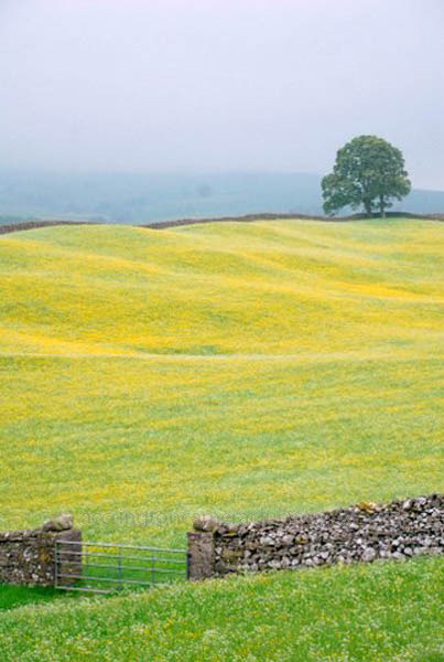 Meadow