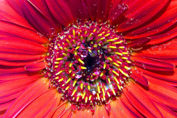 Gerbera