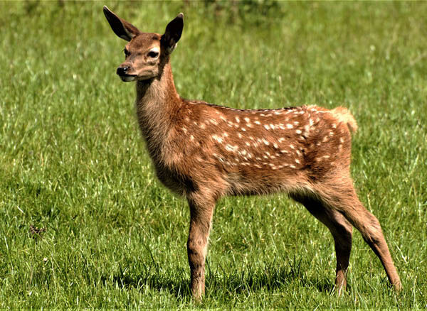 Doe