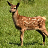 Doe