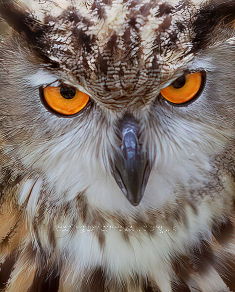 Eurasian Eagle Owl