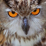 Eurasian Eagle Owl