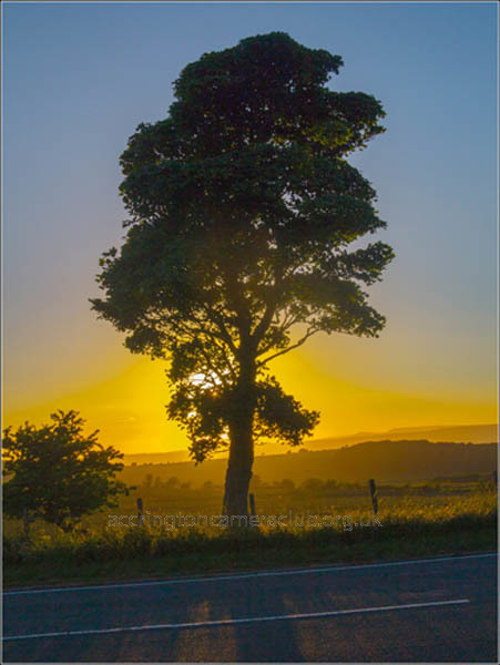 Evening Tree