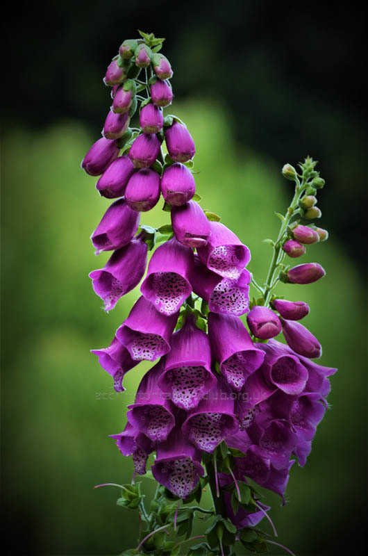 Foxglove