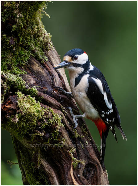 Greater Spotted Woodpecker