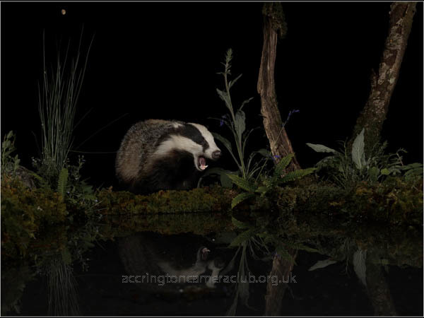 Growling Badger