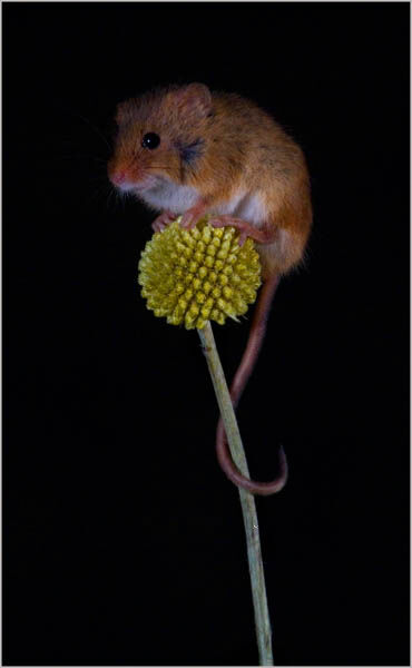 Harvest Mouse