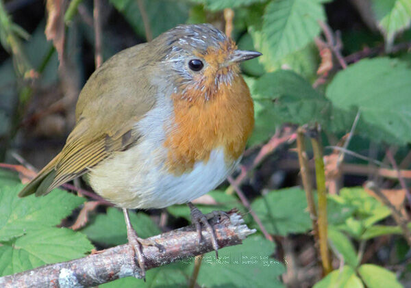 Hello Mr Robin