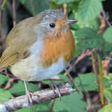 Hello Mr Robin