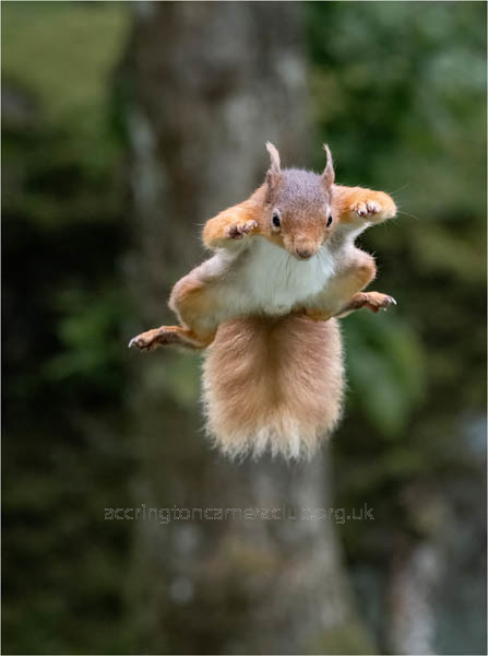 Leaping Squirrel