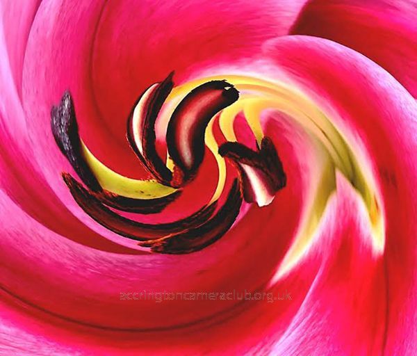 Lily Swirl