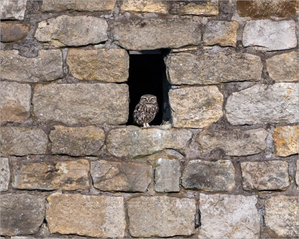 Little Owl