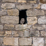 Little Owl