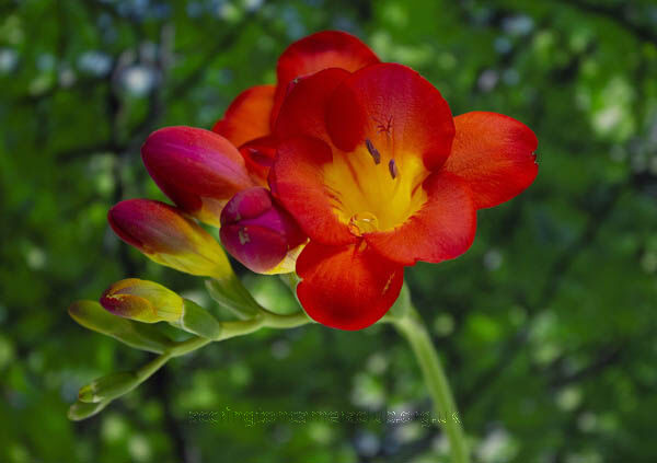Blooming Lovely Freesia