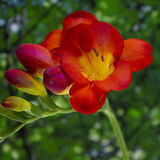 Blooming Lovely Freesia