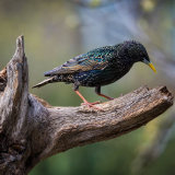 Starling