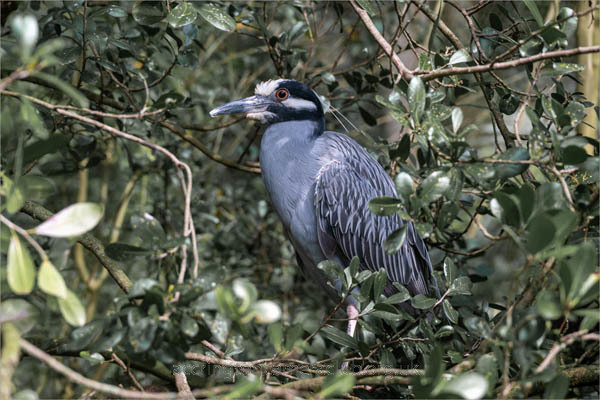 Heron
