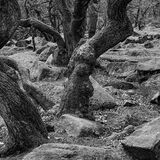 Padley Gorge