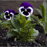 Pansies