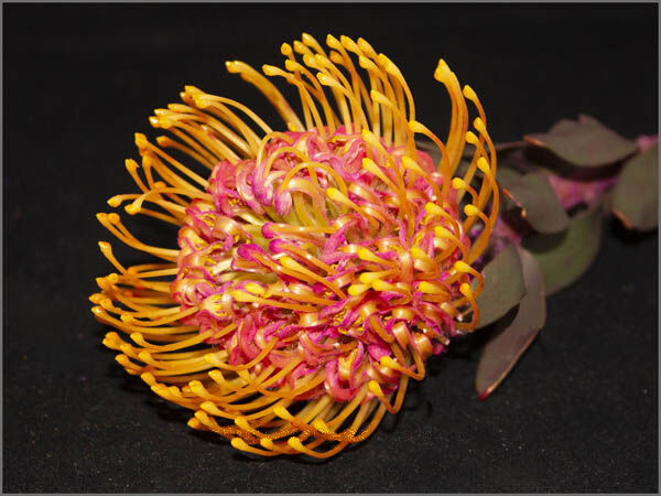 Pin Cushion Protea