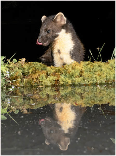 Pine Marten