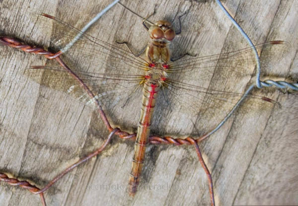 Ruddy Darter Resting
