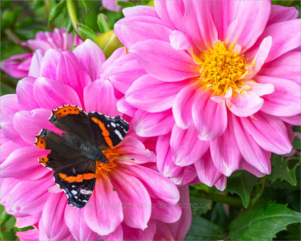 Red Admiral on Dahlia