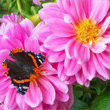 Red Admiral on Dahlia