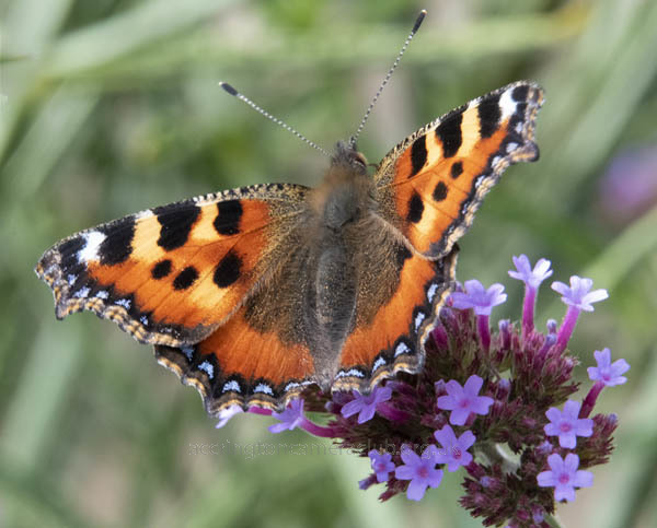 Tortoiseshell Butterfly