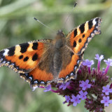 Tortoiseshell Butterfly