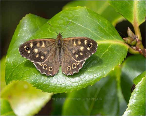 Speckled Wood Butterfly