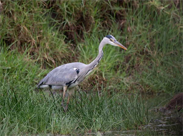 Stalking Heron