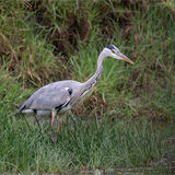 Stalking Heron